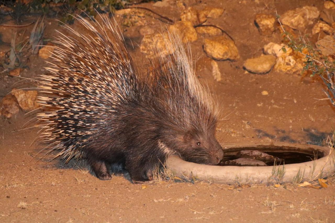 Bushvilla Umoja Kruger Phalaborwa Bagian luar foto