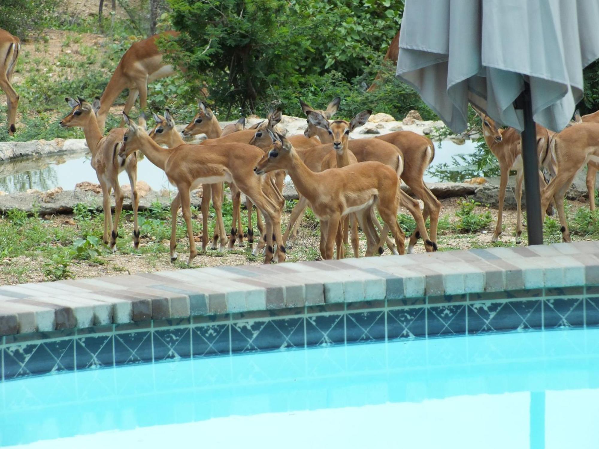 Bushvilla Umoja Kruger Phalaborwa Bagian luar foto