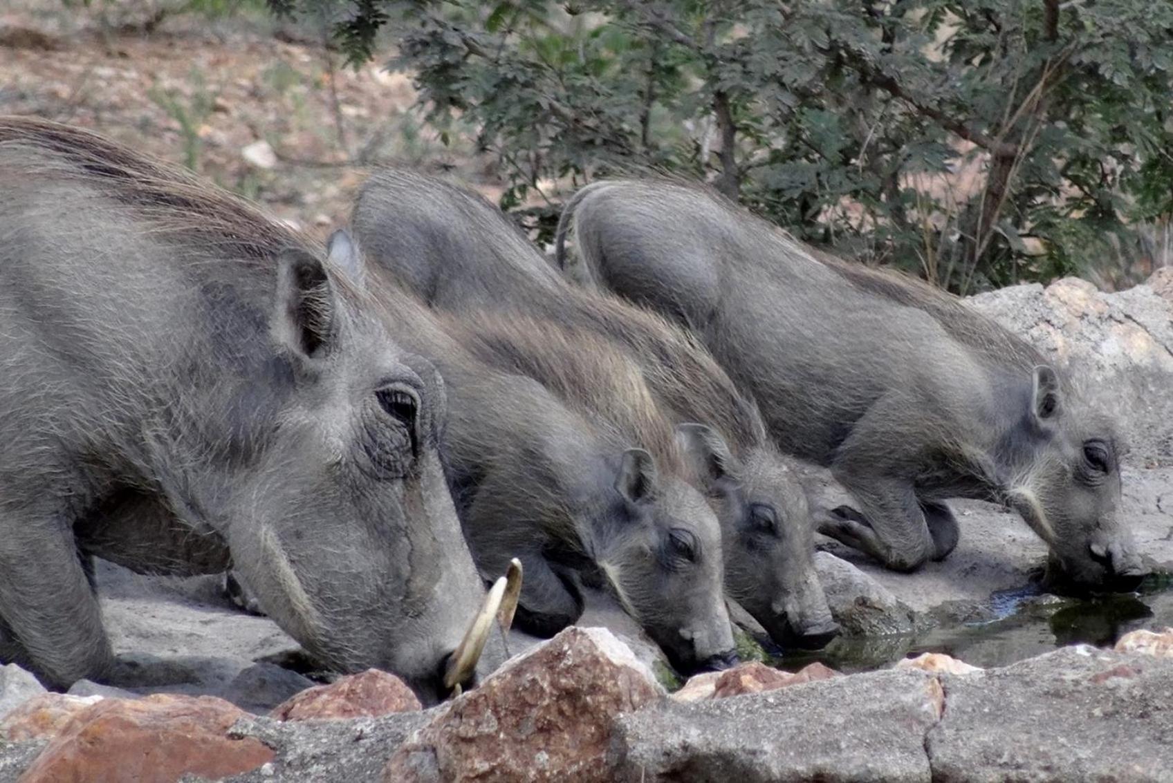 Bushvilla Umoja Kruger Phalaborwa Bagian luar foto